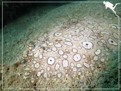 Pardachirus pavoninus