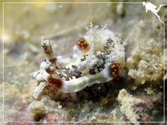 Goniodoris joubini