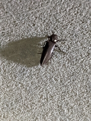 Ignelater havaniensis