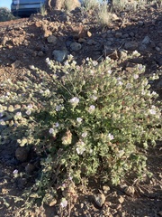 Sidalcea hickmanii anomala