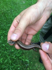 Abronia monticola