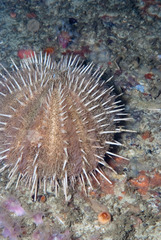 Echinus gilchristi