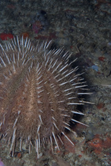 Echinus gilchristi