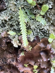 Cochlidium serrulatum