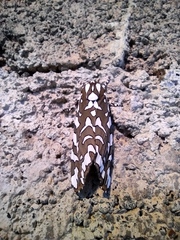 Arachnis dilecta