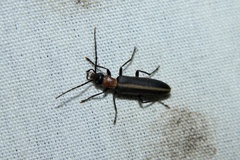 Oxycopis