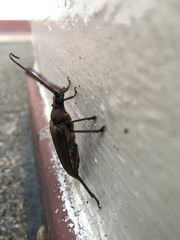 Aegolipton marginale