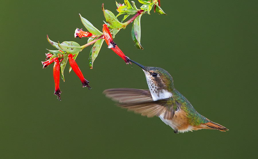 Scintillant Hummingbird