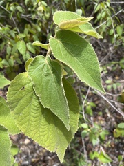 Helicteres jamaicensis