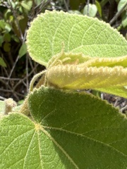 Helicteres jamaicensis