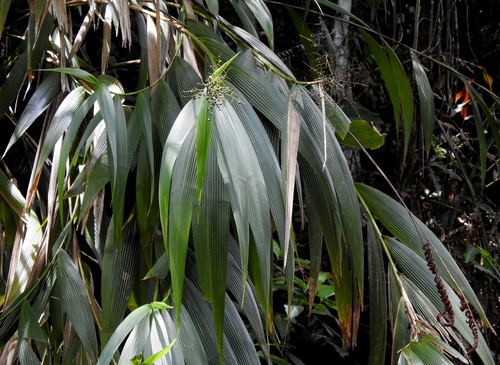 Joinvillea borneensis observed 2022-05-01