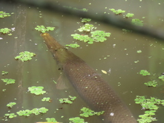 Atractosteus spatula