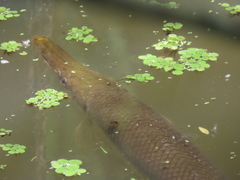 Atractosteus spatula