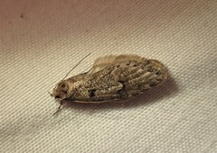Semioscopis megamicrella