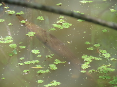 Atractosteus spatula