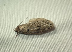 Semioscopis megamicrella