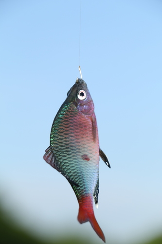 Tonkin bitterling (Acheilognathus tonkinensis) — Cyprinidae — 5