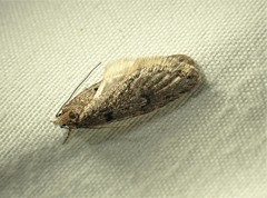 Semioscopis megamicrella