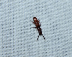 Taphroscelidia linearis