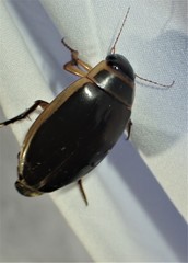Dytiscus cordieri