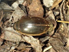 Dytiscus cordieri