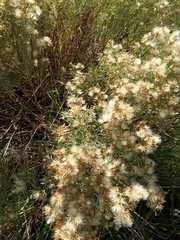Baccharis coridifolia
