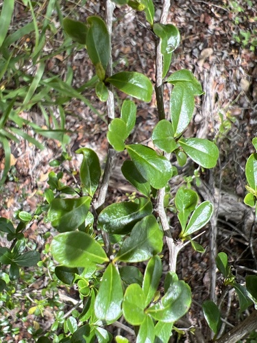 Greenheart ebony (Rochefortia acanthophora)