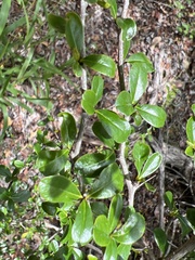 Rochefortia acanthophora