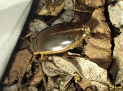 Dytiscus cordieri