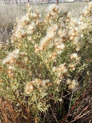 Baccharis coridifolia