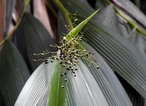 Joinvillea borneensis