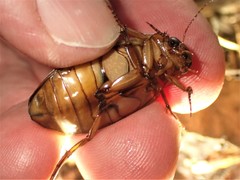 Dytiscus cordieri
