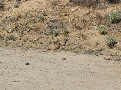 Crotalus ruber
