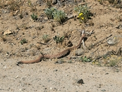 Crotalus ruber