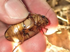 Dytiscus cordieri
