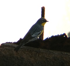 Setophaga coronata auduboni