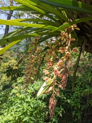 Cymbidium