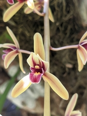 Cymbidium