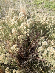 Baccharis coridifolia