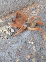 Eremobatinae
