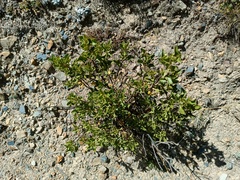 Baccharis tola