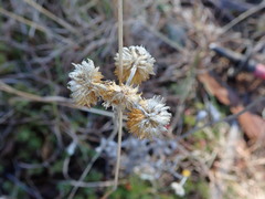 Chrysocephalum semipapposum
