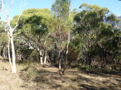 Eucalyptus pulchella