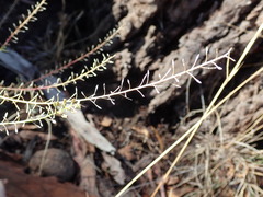Lepidium pseudotasmanicum