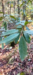 Garrya laurifolia