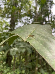 Thyrsophorinae