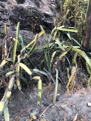 Acanthocereus tetragonus