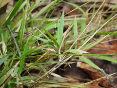 Setaria distans