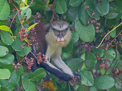 Cercopithecus mona