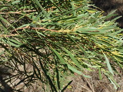 Eucalyptus pulchella